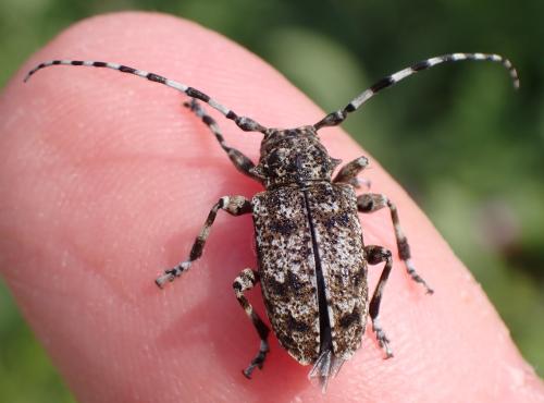 Réf. 345 074 : Aegomorphus clavipes
